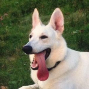 Meet your Posher, Sam